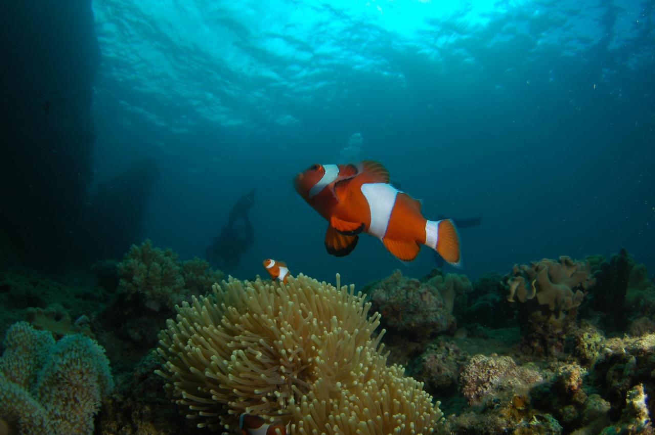Mantangale Alibuag Dive Resort, Inc. Balingoan ภายนอก รูปภาพ